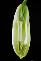 Galtonia candicans AGM - Summer hyacinth, cross section through unopened flower, July