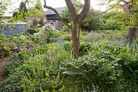 Woodland self seeding garden at dawn in spring including Lunaria annua, Myotosis, Tellima grandiflora and Choisya - Frith Old Farmhouse, Kent