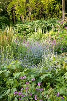 Myotisis, Lunaria annua, Tellima grandiflora, Polygonatum odoratum and Ferns in informal spring woodland garden - Frith Old Farmhouse, Kent