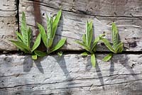 Lobelia tupa shoots pushing through the crack between railway sleepers which make a raised bed at Glebe Cottage