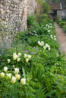 Tulipa 'Spring Green' with mixed perennials in the walled garden at Wretham Lodge, Norfolk