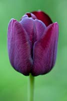 Tulipa 'Queen of Night' - Wretham Lodge, Norfolk