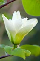 Magnolia denudata 'Yellow River' syn 'Fei Huang' - Wretham Lodge, Norfolk