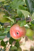 Malus - Codling moth damage to apple