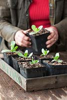 Pricking out Cerinthe seedlings into individual pots. Cerinthe major 'Purpurascens'