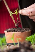 Pricking out Cosmos bipinnatus 'Purity' seedlings
