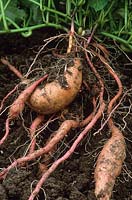 Sweet potato 'Beuregard' just dug up lying on the ground
