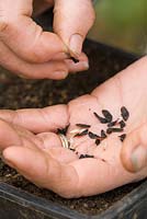 Sowing agapanthus seed into seed tray