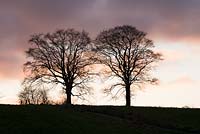 Silhouette of beech trees against a winter sunset. Part of sequence showing changes through the year. 