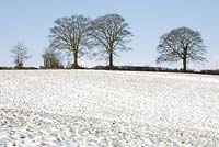 Beech trees in the snow near Glebe Cottage in winter
