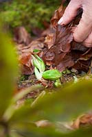 Clearing leaves away from emerging hellebore bud