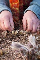 Clearing debris around emerging shoots of Pulsatilla vulgaris