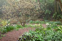 Corylopsis pauciflora, Helleborus x hybridus syn. Helleborus orientalis and Narcissus 'Thalia' in the woodland garden at Glebe Cottage