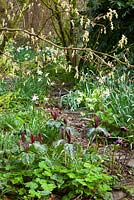 Trillium chloropetalum and Narcissus 'Thalia' growing under Corylopsis pauciflora in the woodland garden at Glebe Cottage