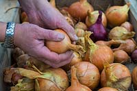 Man inspecting maincrop onions