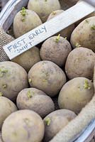 Potatoes 'Swift', first early seeds chitting