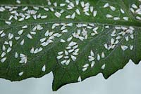Trialeurodes vaporariorum - Glasshouse whitefly on underside of tomato leaf, July