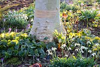 Galanthus 'Lavinia', Crocus tommasinianus, Asarum and Betula utilis - Dial Park