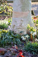 Galanthus 'Lavinia', Crocus tommasinianus, Asarum and Betula utilis - Dial Park