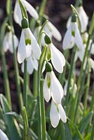 Galanthus 'Chiswell' - Dial Park