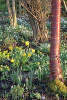 Eranthis hyemalis, Galanthus, Prunus serrula, Galanthus and Narcissus - Dial Park