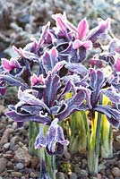 Iris reticulata 'George'
