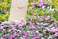 Betula underpalnted with Cyclamen coum and Eranthis hyemalis