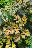 Early autumn foliage of Actaea simplex, Atropurpurea Group, 'James Compton' with Aster divaricatus