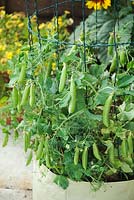 Peas 'Bingo' Semi-leafless variety growing in a container