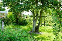 View of informal garden across sunlit lawn with multi-stemmed sycamore and birch trees