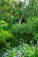 View of informal naturalistic pond with lush marginal planting incuding Carex elata 'Aurea', Acorus calamus 'Variegatus' and Irises