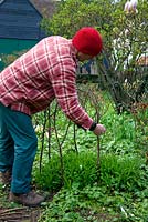 Andrew uses pea sticks to make a perennial plant support
