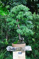 Pithecellobium flexicaule - Texas Ebony bonsai in training since 1980 - Heathcote Botanical Gardens in Ft. Pierce, Florida