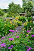 Country garden with raised seating area with wooden bench. Gravel path, borders with Geranium psilostemon, Meconopsis cambrica and Alchemilla mollis. Garden studio with green roof in background