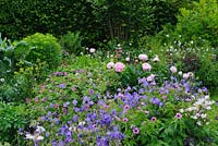 Paeonia 'Sarah Bernhardt' in border in country garden with hardy Geraniums