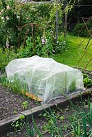 Carrots and Brassica plants in raised vegetable bed protected from pests with fine plastic netting