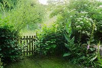Rustic gate in hedge leading from garden to meadow. Corylus avellana, Salix and Sambucus nigra in hedge. Foxgloves, Verbascum and Dipsacus fullonum