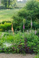 Border with Eremurus, foxgloves, Viola cornuta 'Alba', Atriplex hortensis 'Rubra', Aquilegias and chives. Views of meadow beyond