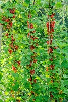 Redcurrant 'Red Lake' - Redcurrants trained as vertical cordons. Ripening fruits protected with bird netting