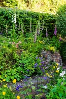 Sloping garden with gravel path and dry stone retaining wall made from reclaimed bricks.  Beech hedge, Meconopsis cambrica, Alchemilla mollis, foxgloves and aquilegias