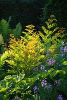 Osmunda regalis. Young foliage backlit by evening sunlight. Darmera peltata, Hesperis matronalis and Matteucia struthiopteris