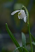 Galanthus nivalis pleniflorus 'Flore Pleno' -snowdrop