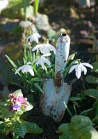 Double snowdrop - Galanthus nivalis flore pleno with vintage trowel