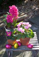 Easter eggs in garden with pots of pink hyacinth and polyanthus