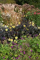 The Savill Garden in Autumn. Magenta Geraniums, Dahlia 'Knockout', Miscanthus and Eupatorium maculatum seedheads in the Herbaceous border.