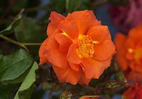 Rosa 'Edith Holden' - Bill Le Grice Roses