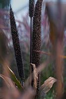 Milium 'Purple Majesty' - Purple leaved form of Millet