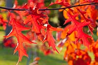Autumn colours of Quercus palustris
