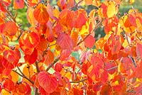Autumn colours of Hamamelis intermedia x 'Ruby Glow'