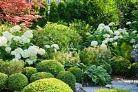 Shady planting with a group of box spheres, Acer palmatum, Astilbe, Buxus, Hosta, Hydrangea arborescens 'Annabell', Matteucia struthiopteris, Rhododendron and Thuja